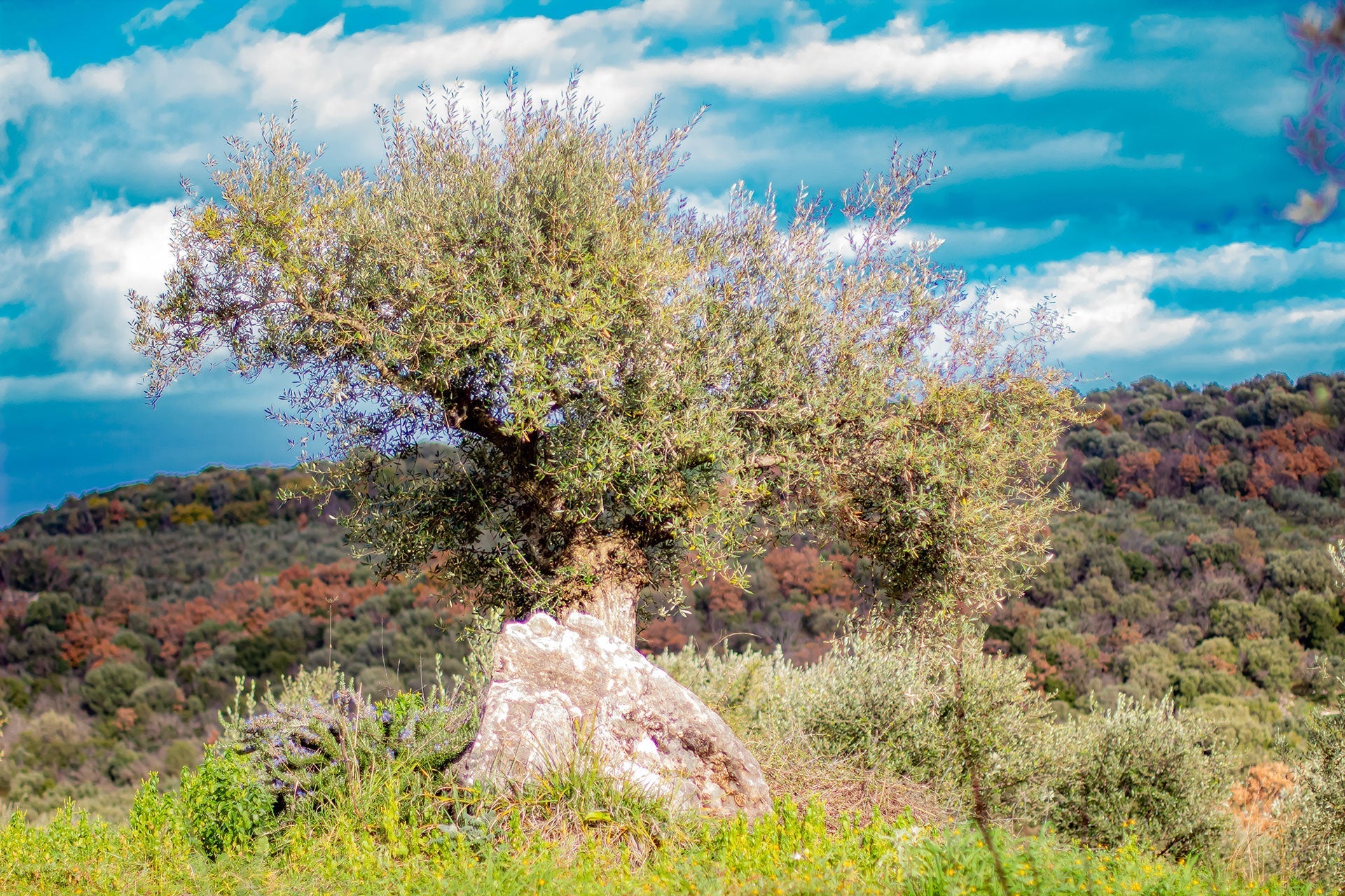 Olivenbaum Sorten | Panagopoulos Olivenöl