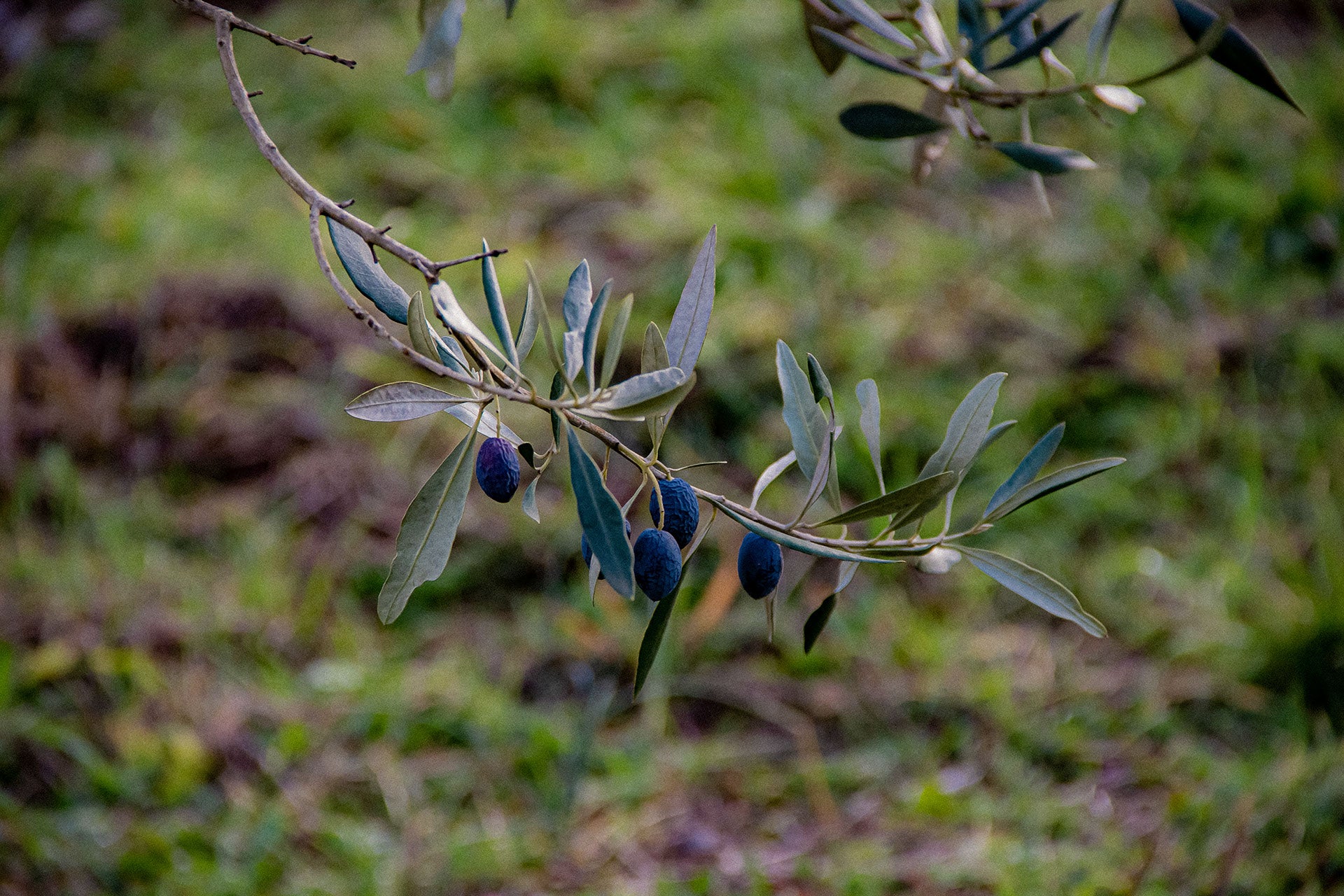 Olivenzweig 